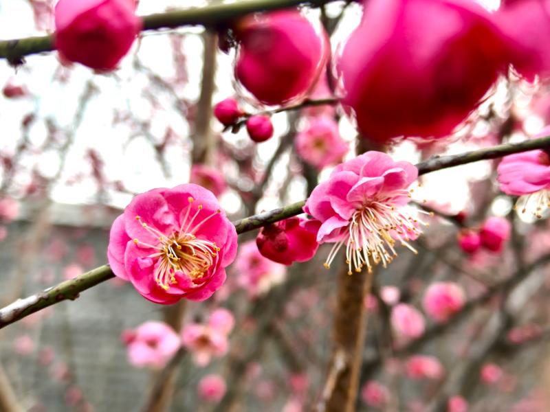 曉天鎮(zhèn)：紅梅朵朵點(diǎn)燃春色